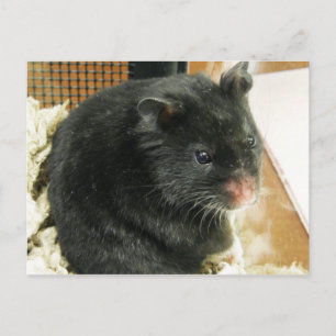 Carte Postale Hamster noir