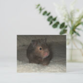 Carte Postale Hamster postcard (Debout devant)