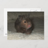 Carte Postale Hamster postcard (Devant / Derrière)