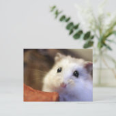 Carte Postale Hamster postcard (Debout devant)
