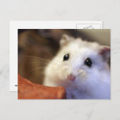Carte Postale Hamster postcard (Devant / Derrière)