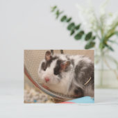 Carte Postale Hamster postcard (Debout devant)