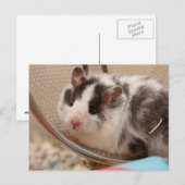 Carte Postale Hamster postcard (Devant / Derrière)