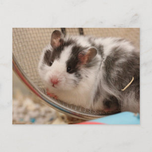 Carte Postale Hamster postcard