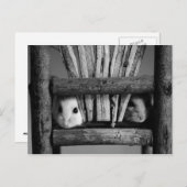 Carte Postale Hamster postcard (Devant / Derrière)