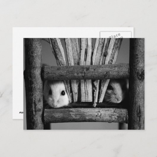 Carte Postale Hamster postcard (Devant / Derrière)