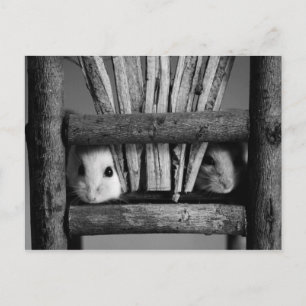 Carte Postale Hamster postcard