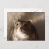 Carte Postale Hamster postcard (Devant / Derrière)