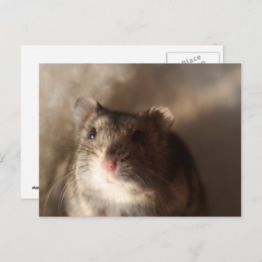 Carte Postale Hamster postcard (Devant / Derrière)