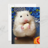 Carte Postale Hamster syrien en mousse Kokolinka (Devant / Derrière)