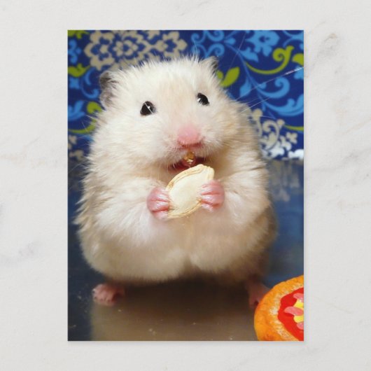 Carte Postale Hamster syrien en mousse Kokolinka (Devant)