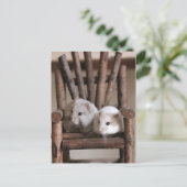 Carte postale Hamsters (Debout devant)