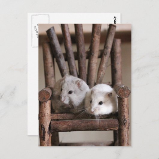 Carte postale Hamsters (Devant / Derrière)