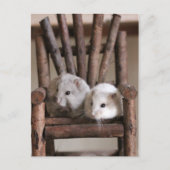 Carte postale Hamsters (Devant)