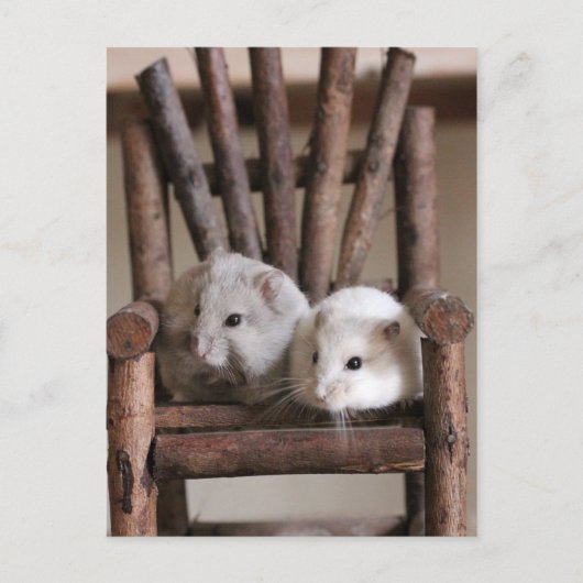 Carte postale Hamsters (Devant)