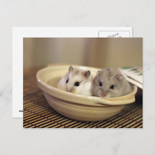 Carte postale Hamsters (Devant / Derrière)