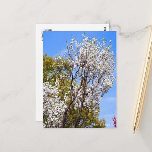 Carte Postale Hana Peach (Devant/Arrière en situation)