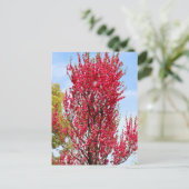 Carte Postale Hana Peach (Debout devant)