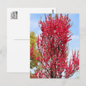 Carte Postale Hana Peach (Devant / Derrière)