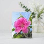 Carte Postale Hana Peach [Carte postale] (Debout devant)