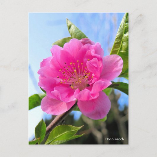 Carte Postale Hana Peach [Carte postale] (Devant)