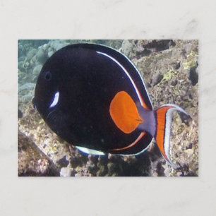 Carte Postale Hanauma Bay - Achilles Tang Fish