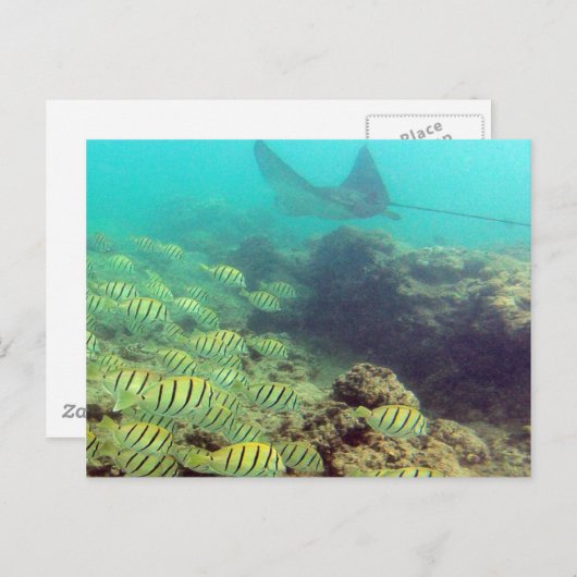 Carte Postale HANAUMA BAY HAWAII - Aigle tacheté Ray (Devant / Derrière)