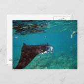 Carte Postale Hanauma Bay Hawaii Manta Ray (Devant / Derrière)