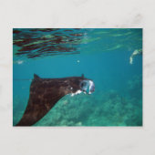 Carte Postale Hanauma Bay Hawaii Manta Ray (Devant)