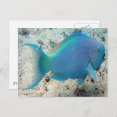 Carte Postale HANAUMA BAY HAWAII - Poisson perroquet (Devant / Derrière)