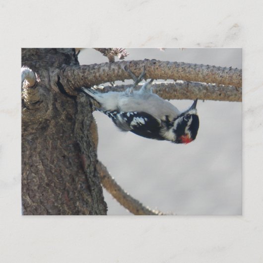 Carte Postale Hangin Out par Leslie Peppers (Devant)