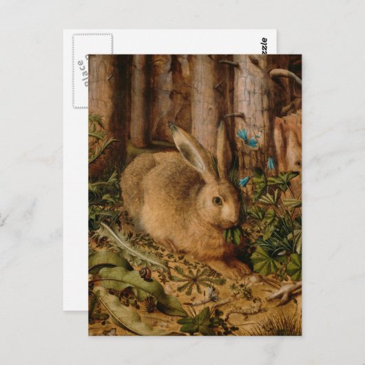 Carte Postale Hans Hoffmann Un Lièvre Dans La Forêt (Devant / Derrière)