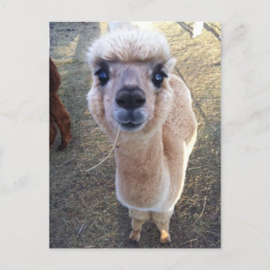 Carte Postale Happy alpaca dit salut