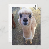 Carte Postale Happy alpaca dit salut (Devant / Derrière)