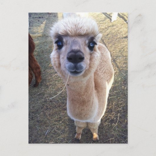 Carte Postale Happy alpaca dit salut (Devant)