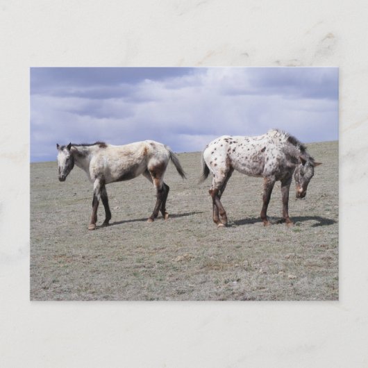 Carte Postale Happy Appys (Devant)