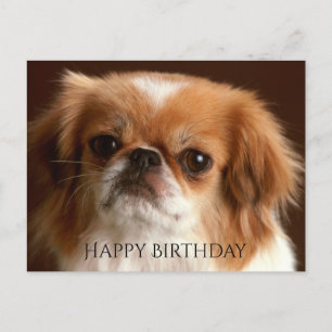 Carte Postale Happy Birthday Pekingese Red Brown Puppy Dog Black