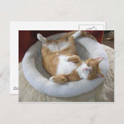 Carte Postale Happy Cat (Devant / Derrière)