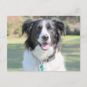 Carte Postale Happy Chien Noir Et Blanc Closeup