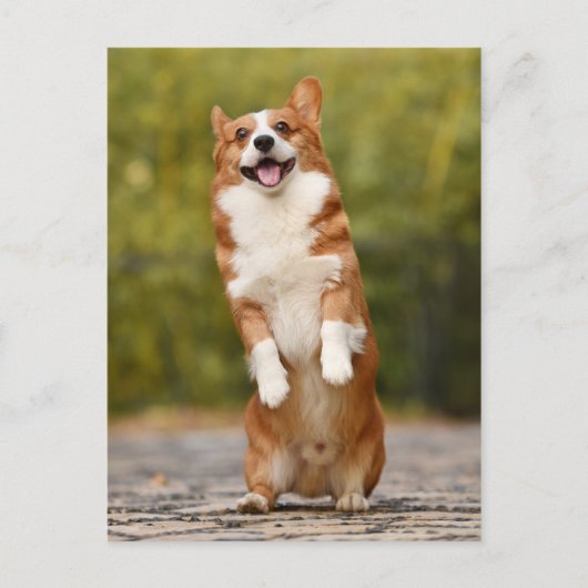 Carte Postale Happy Corgi Puppy photo debout (Devant)