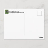 Carte Postale Happy February 2nd Custom Groundhog Postcards (Dos)