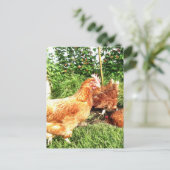 Carte Postale Happy Free range ex-poulets batterie (Debout devant)