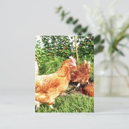 Carte Postale Happy Free range ex-poulets batterie (Debout devant)