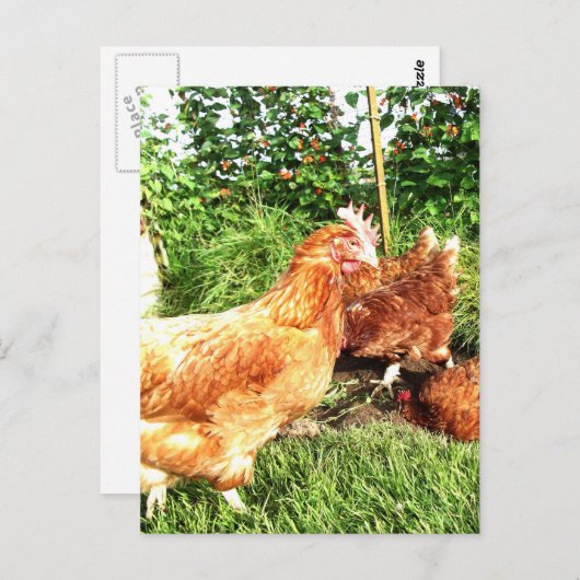 Carte Postale Happy Free range ex-poulets batterie (Devant / Derrière)