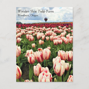 Carte Postale Happy Generation Tulip Field, Oregon Postcard
