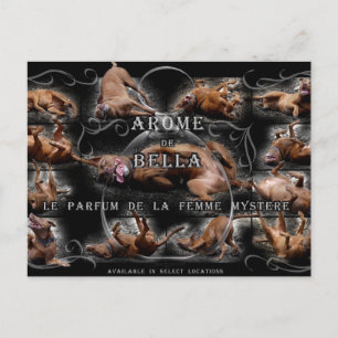 Carte Postale Happy Goofy Chocolate Lab Pit Mix Chien Collage