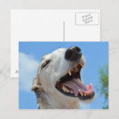 Carte Postale Happy Greyhound Smiling Closeup (Devant / Derrière)
