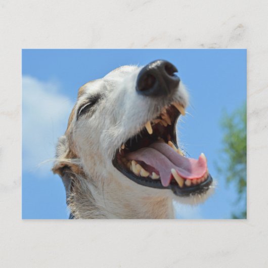 Carte Postale Happy Greyhound Smiling Closeup (Devant)