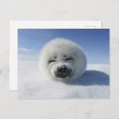 Carte Postale Happy Harp Seal (Devant / Derrière)
