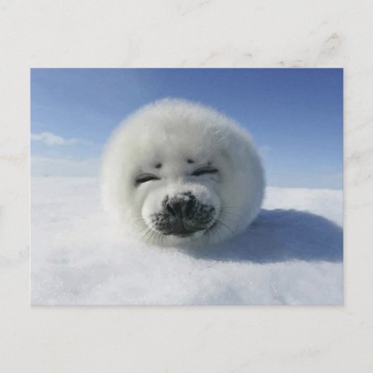 Carte Postale Happy Harp Seal (Devant)